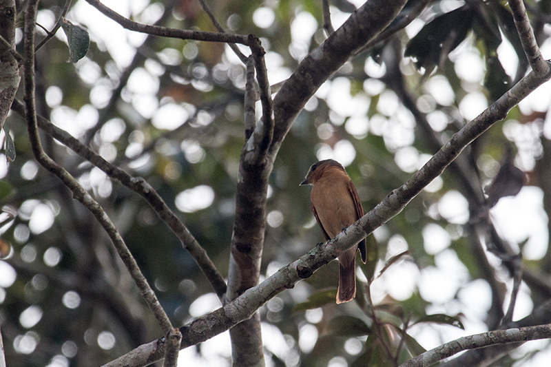 Chestnut-crowned Becard, Iguaz National Park, Argentina