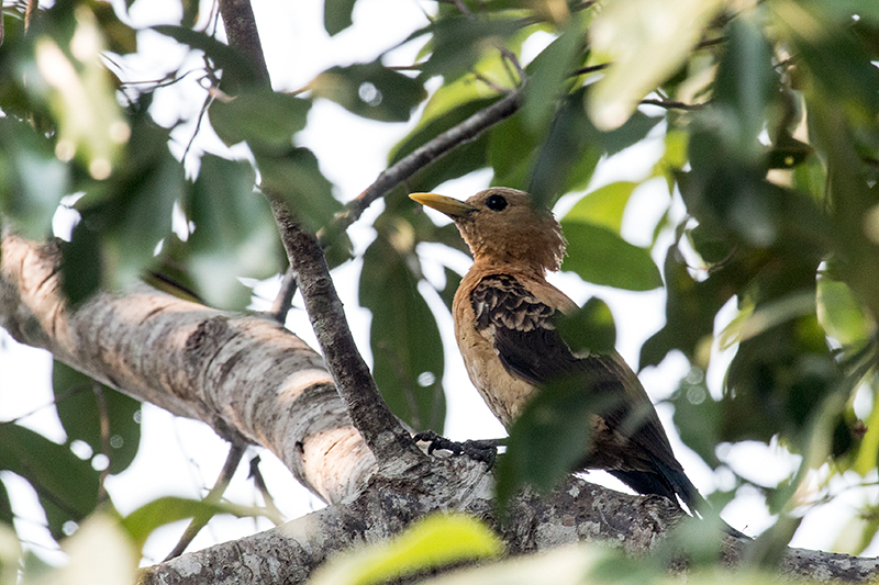 Cream-colored Woodpecker. Hotel Pantanal Norte, Porto Jofre, Brazil