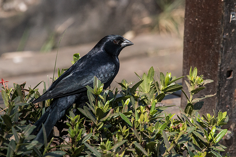 Chopi Blackbird, Piuval Lodge, Brazil 