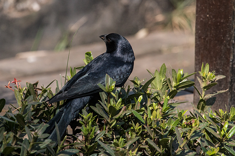 Chopi Blackbird, Piuval Lodge, Brazil 