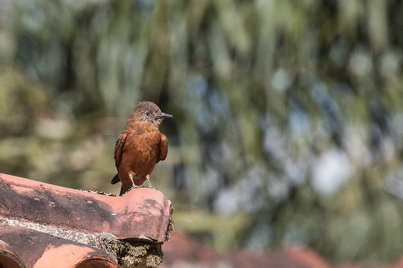 Cliff Flycatcher (Swallow Flycatcher), Parque Nacional do Itatiaia, Brazil