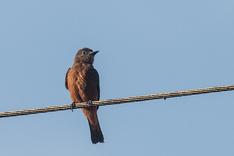 Cliff Flycatcher (Swallow Flycatcher), Capricornio Ranch Dirt Road, Brazil