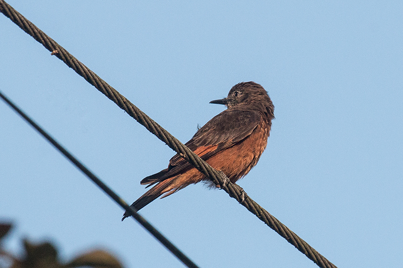 Cliff Flycatcher (Swallow Flycatcher), Capricornio Ranch Dirt Road, Brazil