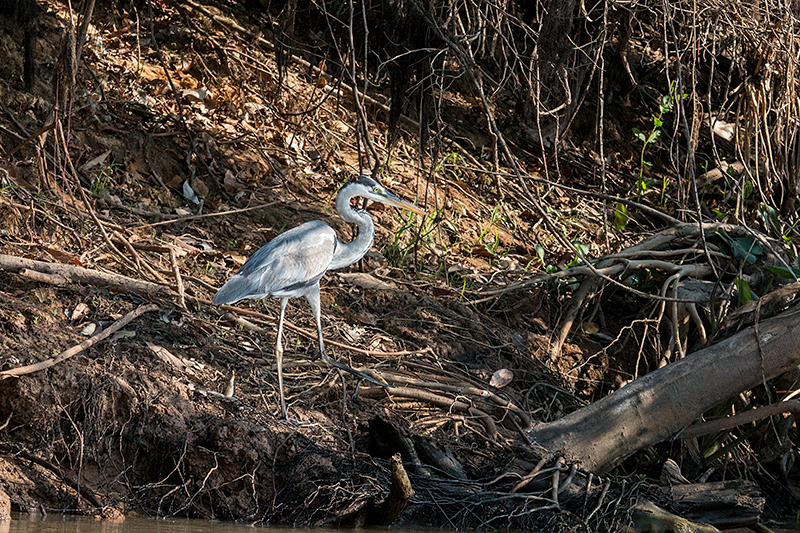 Cocoi Heron, Cuiab River, Porto Jofre, Brazil 