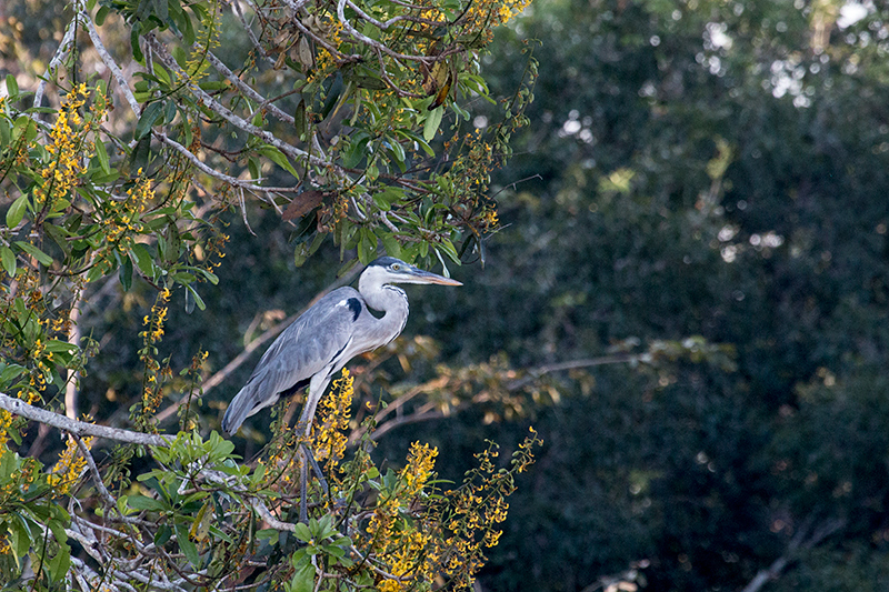 Cocoi Heron, Rio Negro Oxbow, Porto Jofre, Brazil 