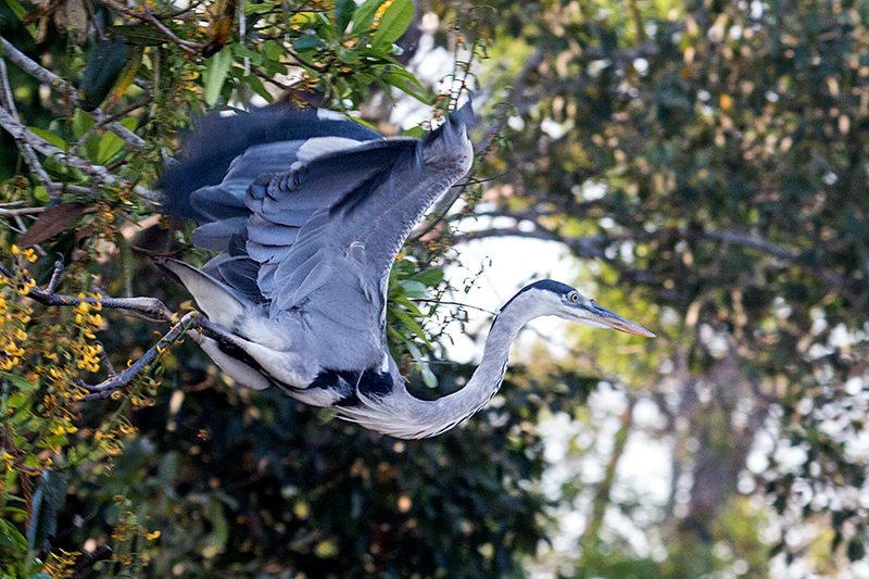 Cocoi Heron, Rio Negro Oxbow, Porto Jofre, Brazil 