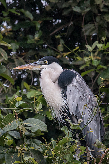 Cocoi Heron, Pixiam River, Brazil