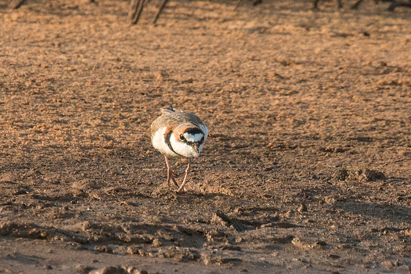 Collared Plover, Cuiab River, Porto Jofre, Brazil 