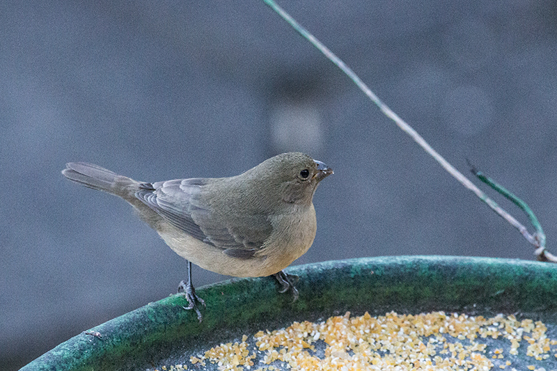 Female Double-collared Seedeater, Hotel do Ype,  Parque Nacional do Itatiaia, Brazil