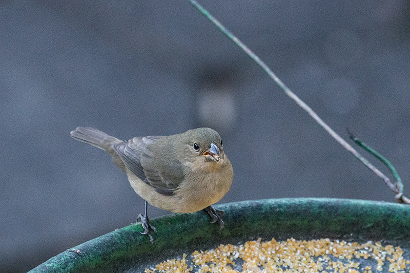 Female Double-collared Seedeater, Hotel do Ype,  Parque Nacional do Itatiaia, Brazil