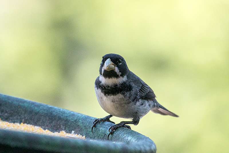 Male Double-collared Seedeater,Parque Nacional do Itatiaia, Brazil