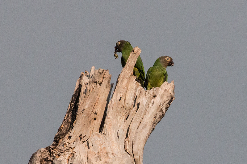 Dusky-headed Parakeet, Pousada Currupira das Araras, Brazil 