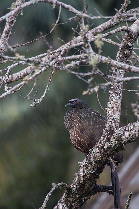 Dusky-legged Guan, Hotel do Ype,  Parque Nacional do Itatiaia, Brazil