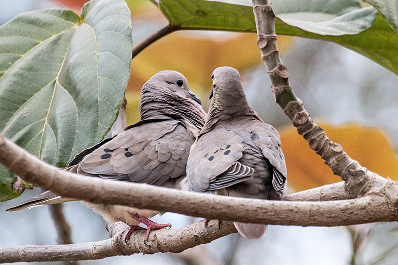 Mating Eared Doves, Foz do Iguau, Brazil