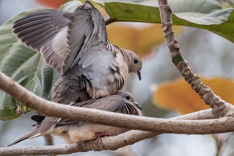 Mating Eared Doves, Foz do Iguau, Brazil