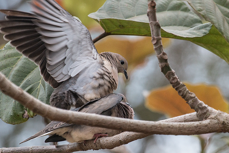 Mating Eared Doves, Foz do Iguau, Brazil