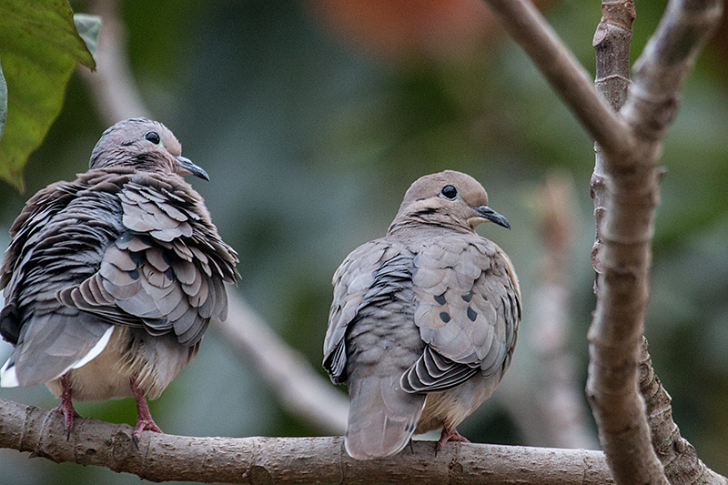 Mating Eared Doves, Foz do Iguau, Brazil