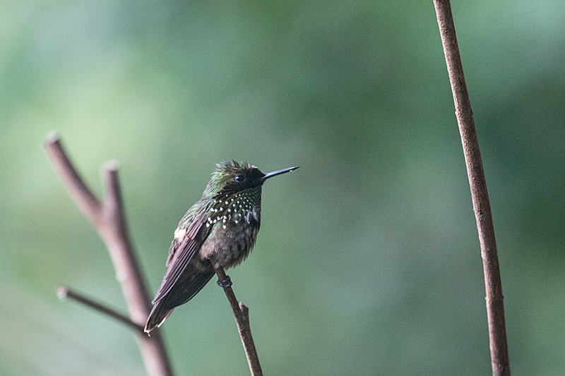 Male Festive Coquette, Jonas's Feeders, Folha Seca Road, Ubatuba, Brazil