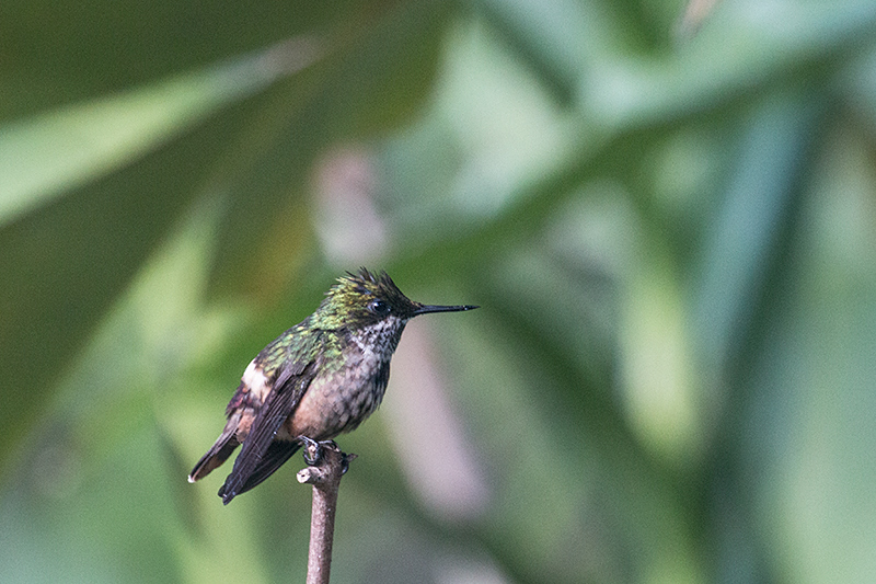 Female Festive Coquette, Jonas's Feeders, Folha Seca Road, Ubatuba, Brazil