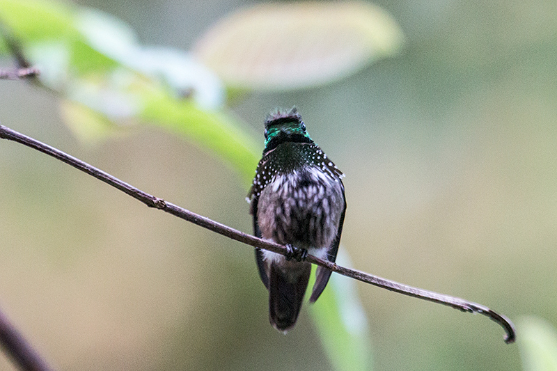 Male Festive Coquette, Jonas's Feeders, Folha Seca Road, Ubatuba, Brazil