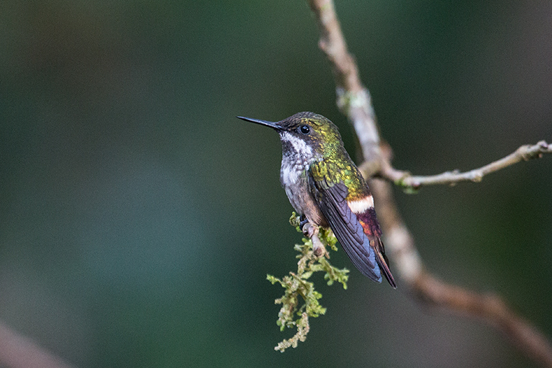 Female Festive Coquette, Jonas's Feeders, Folha Seca Road, Ubatuba, Brazil