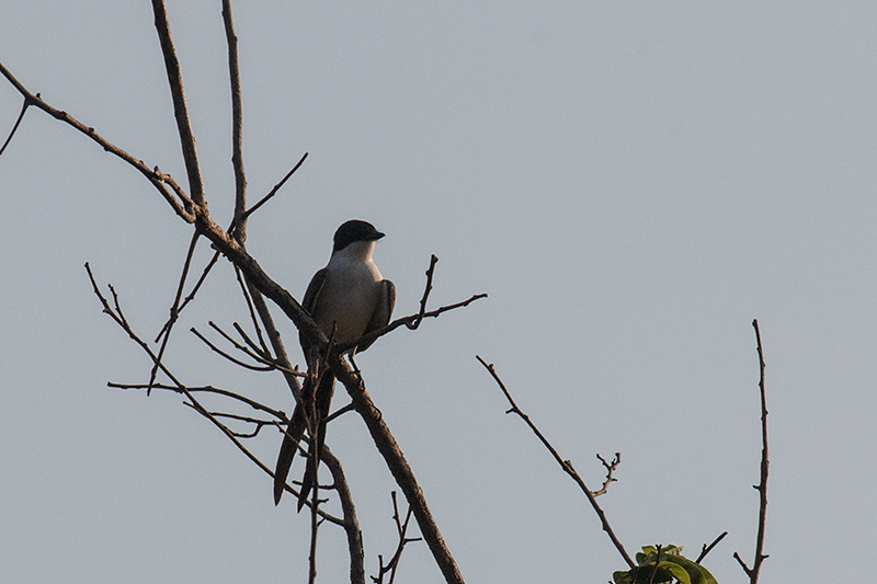 Fork-tailed Flycatcher, Near Pousada Jardim da Amazonia, Brazil