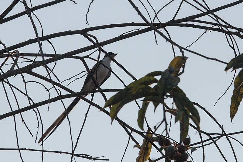 Fork-tailed Flycatcher, Near Pousada Jardim da Amazonia, Brazil