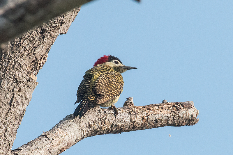 Green-barred Woodpecker, Piuval Lodge, Brazil 