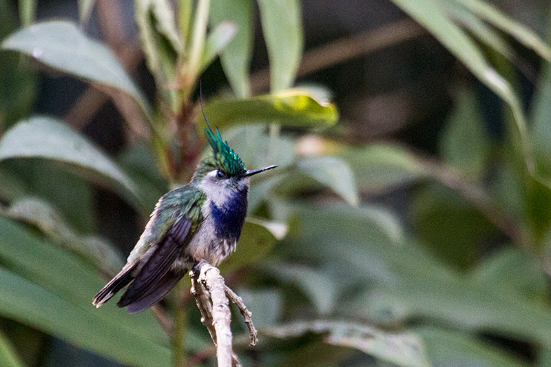 Green-crowned Plovercrest, Agulhas Negras Road,  Parque Nacional do Itatiaia, Brazil