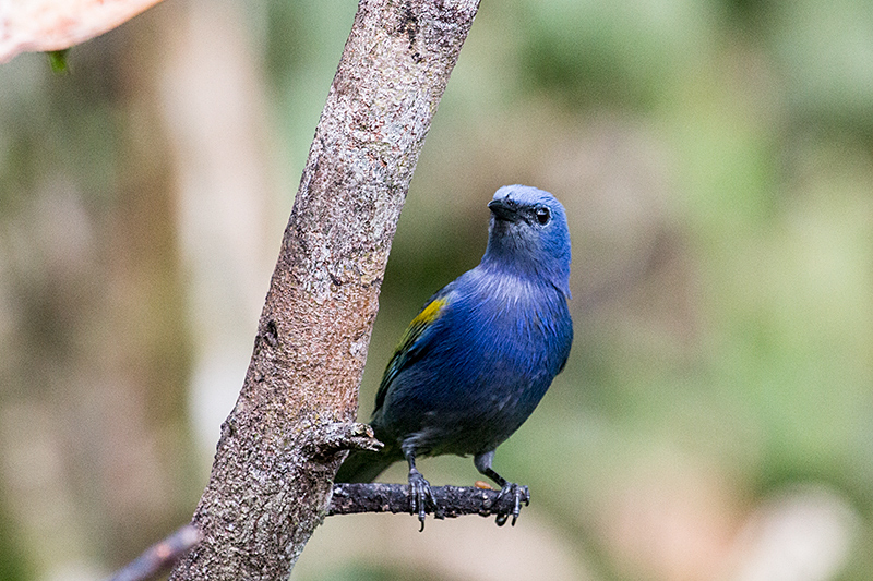 Golden-chevroned Tanager, Jonass Feeders, Folha Seca Road, Ubatuba, Brazil