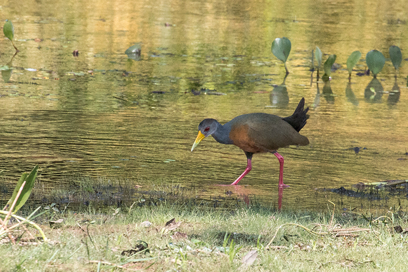 Gray-cowled Wood-Rail, Piuval Lodge, Brazil