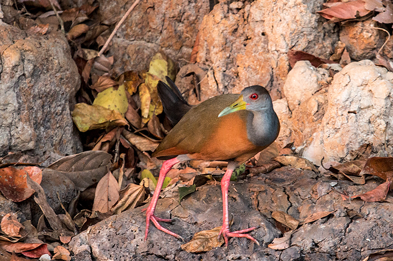 Gray-cowled Wood-Rail,Rio Negro Oxbow, Porto Jofre, Brazil