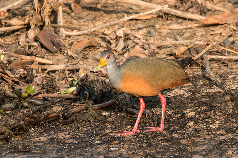 Gray-cowled Wood-Rail,Rio Negro Oxbow, Porto Jofre, Brazil