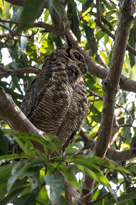 Great Horned Owl, Transpantaneira Highway, Brazil 