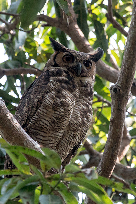 Great Horned Owl, Transpantaneira Highway, Brazil 