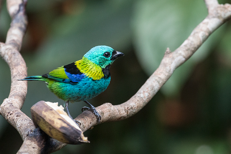 Green-headed Tanager, Jardin de los Picaflores, Puerto Iguaz, Argentina