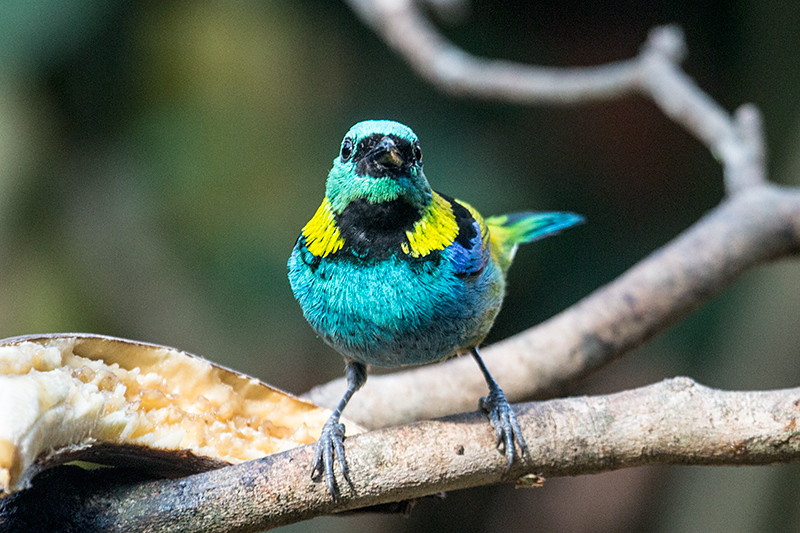 Green-headed Tanager, Jardin de los Picaflores, Puerto Iguaz, Argentina