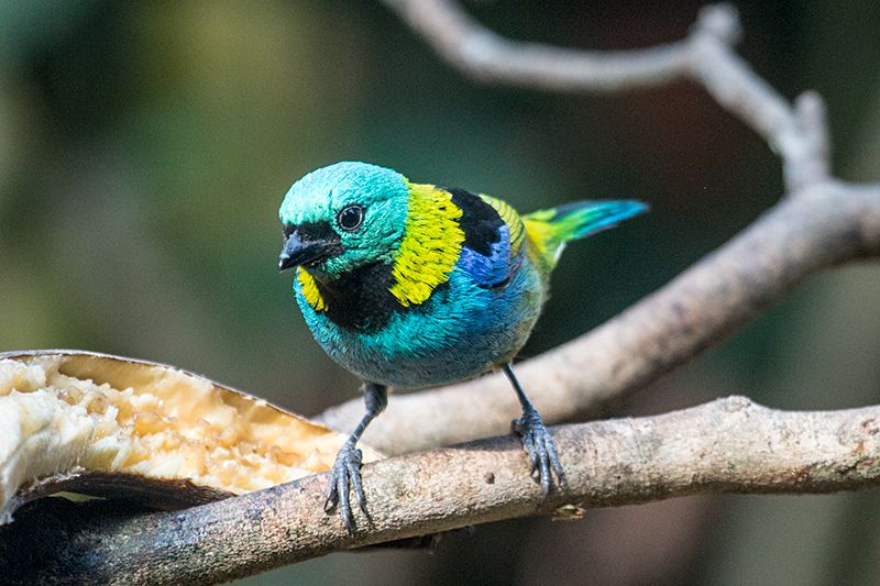 Green-headed Tanager, Jardin de los Picaflores, Puerto Iguaz, Argentina