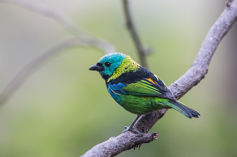 Green-headed Tanager at Christian & Tatiana Spencer (artists), Parque Nacional do Itatiaia, Brazil