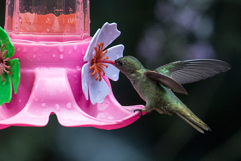 Gilded Hummingbird (Gilded Sapphire), Jardin de los Picaflores, Puerto Iguaz, Argentina