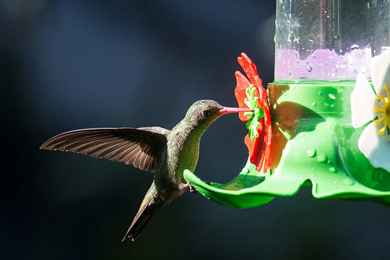 Gilded Hummingbird (Gilded Sapphire), Jardin de los Picaflores, Puerto Iguaz, Argentina