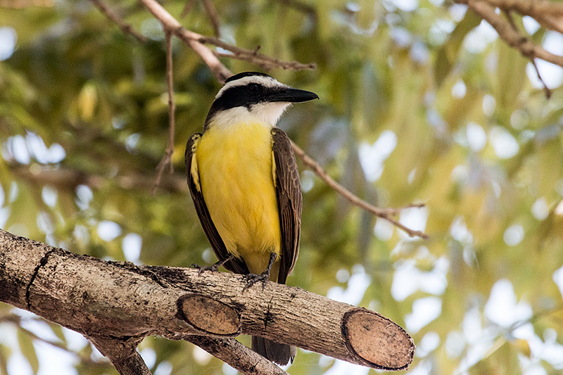 Great Kiskadee, Piuval Lodge, Brazil