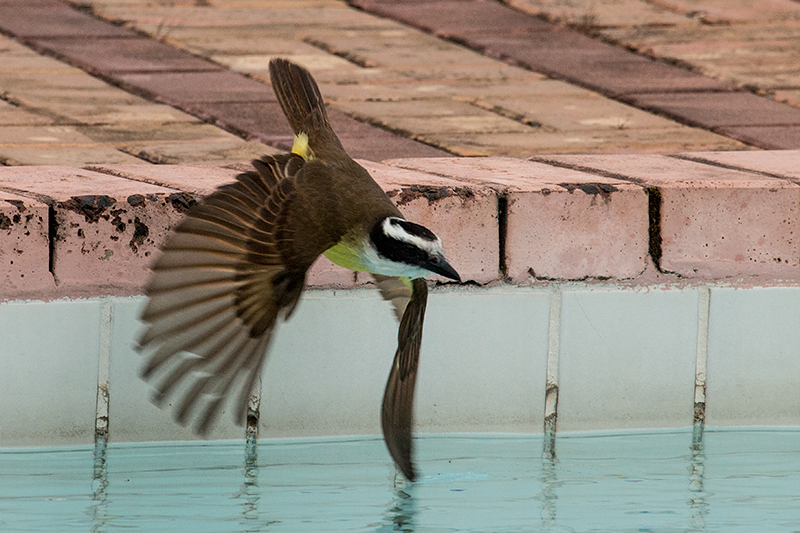 Great Kiskadee, Parque Nacional do Iguau, Brazil