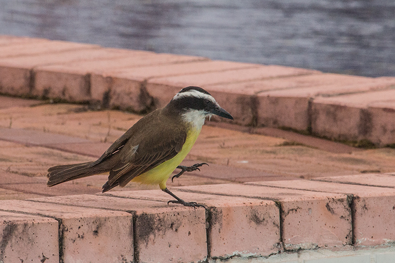 Great Kiskadee, Parque Nacional do Iguau, Brazil