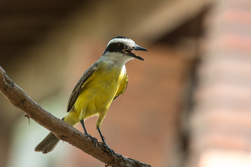 Great Kiskadee, Hotel Pantanal Norte, Porto Jofre, Brazil