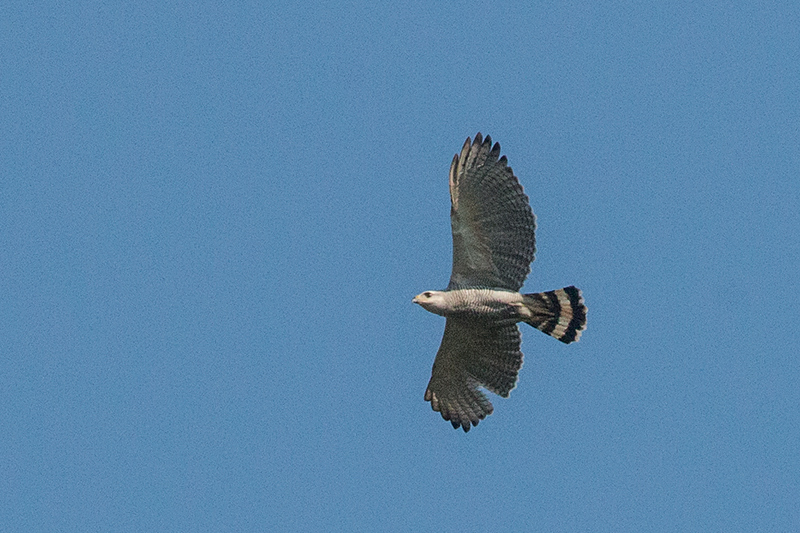 Gray-lined Hawk, Pousada Jardim da Amazonia, Brazil