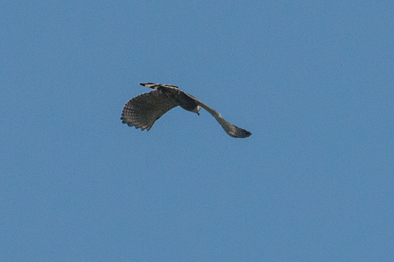 Gray-lined Hawk, Pousada Jardim da Amazonia, Brazil