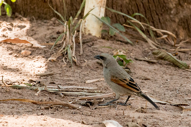 Grayish Baywing, Bay-winged Cowbird, Piuval Lodge, Brazil 