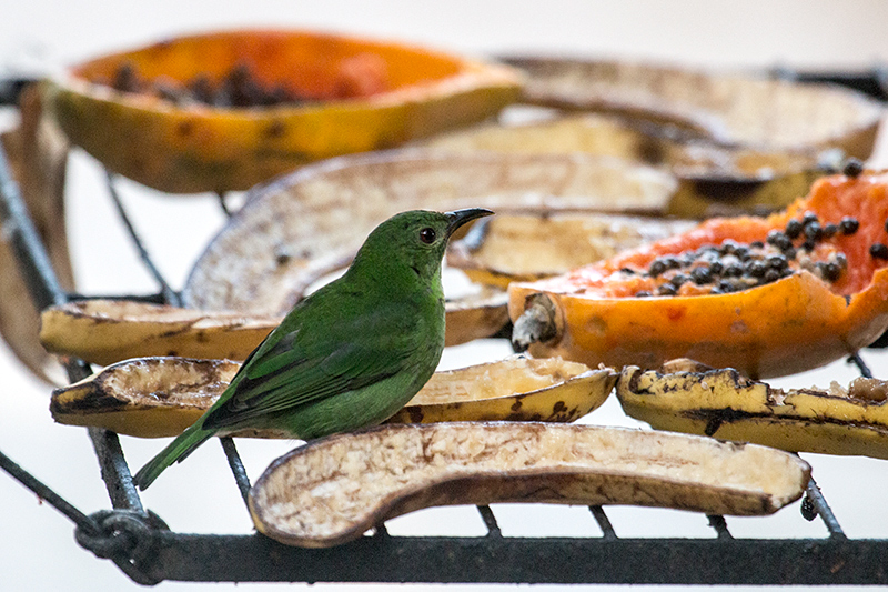 Female Green Honeycreeper, en route Caraguatatuba to Ubatuba, Brazil