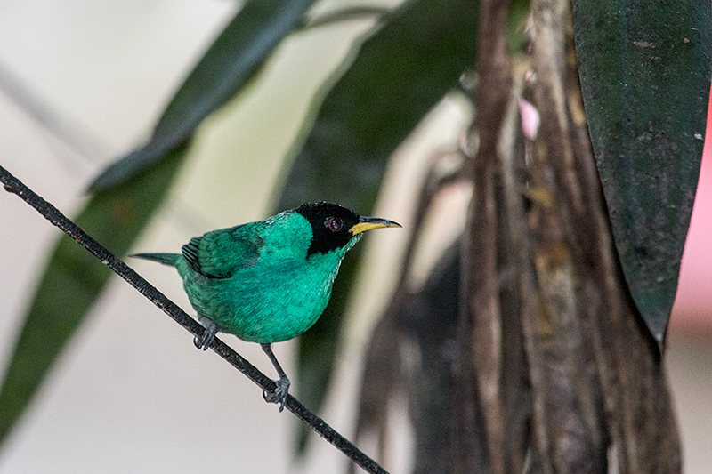 Male Green Honeycreeper, en route Caraguatatuba to Ubatuba, Brazil